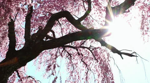 Cherry Tree with Lens Flare Stock Footage 23195074