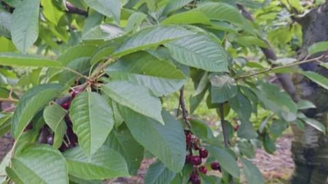 Cherry tree loaded with ripe fruit. Stock Footage 341690082