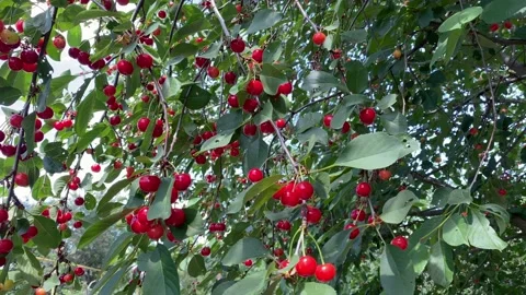 Cherry tree , a lot of berries. Stock Footage 156549063