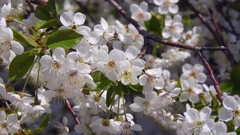 A cherry tree with many flowers, flowering trees,a cherry tree with many flowers 스톡 동영상 129857368