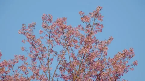 Cherry tree with many pink flowers with blue sky Stock Footage 147576788