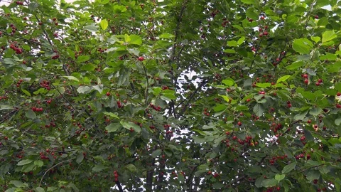 Cherry tree with many red ripe berries Stock Footage 109088753
