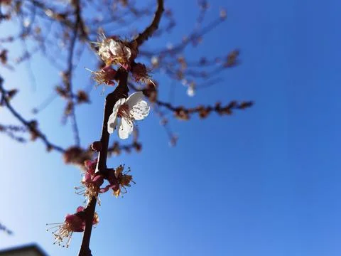 A cherry tree with many small buds and flowers Stock Photos