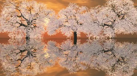 Cherry tree - mirror - sunset Stock Footage 10902043