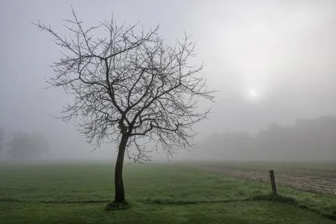 Cherry tree in the mist with a rising sun. Stock Photos