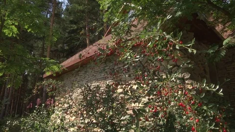 Cherry tree near the stone wall of the house Video stock 79206030