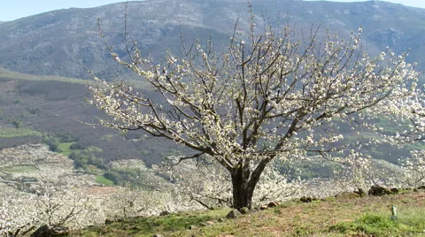 Cherry tree nearly devoid of flowers in plantation on slope Stock Footage 49626153
