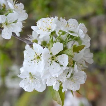 Cherry tree. Nice flower in early spring Foto stock