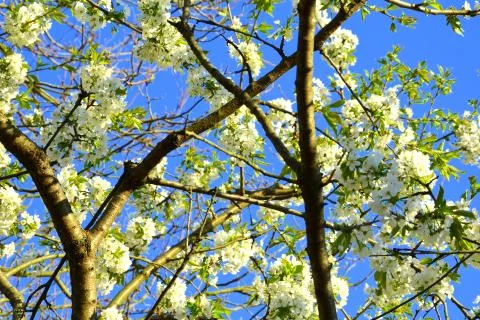 Cherry tree. Nice flower in early spring Stock Photos