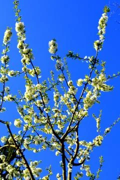 Cherry tree. Nice flower in early spring Foto stock