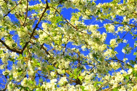 Cherry tree. Nice flower in early spring Foto stock