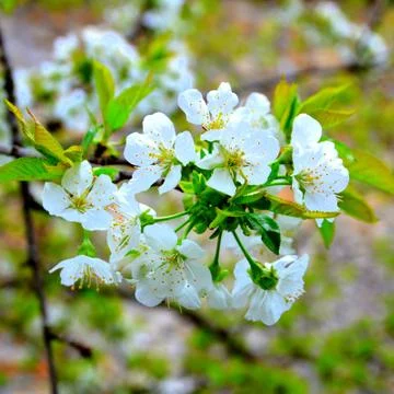 Cherry tree. Nice flower in early spring Stock Photos