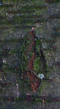 Cherry tree old bark structure Stock Photos