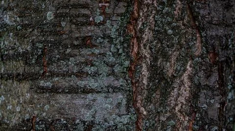 Cherry tree old bark structure Stock Photos