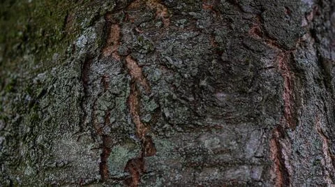 Cherry tree old bark structure Stock Photos