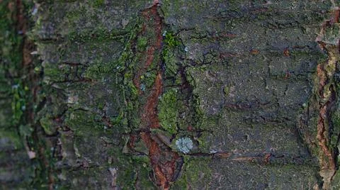 Cherry tree old bark structure Stock Photos