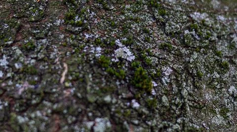 Cherry tree old bark structure Stock Photos