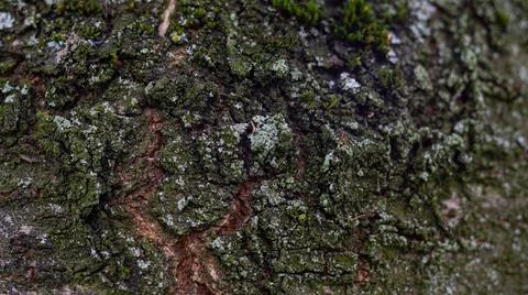 Cherry tree old bark structure Stock Photos
