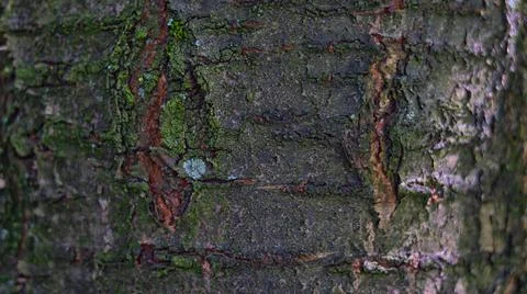 Cherry tree old bark structure Stock Photos