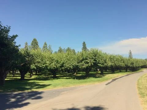 Cherry tree orchard and paved road Stock Photos