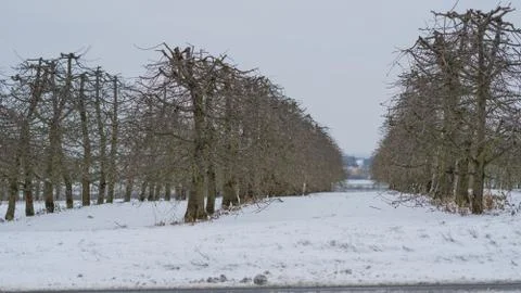 Cherry tree orchard in March. Stock Photos