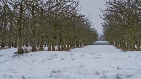 Cherry tree orchard in March. Stock Photos