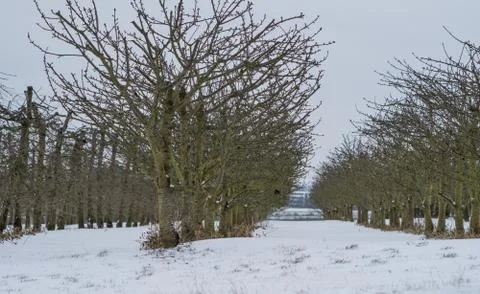 Cherry tree orchard in March. Stock Photos