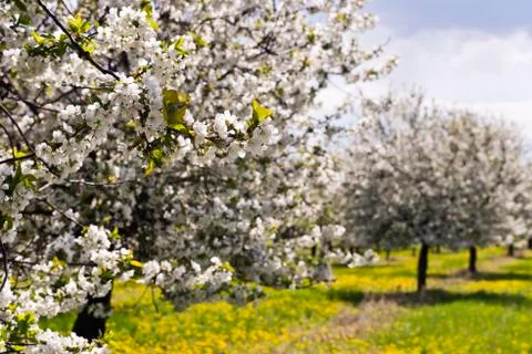 Cherry tree orchard Stock Photos