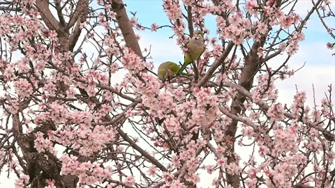 Cherry tree with Parrots Stock Footage 172347290