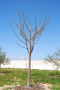 Cherry tree Stock Photos