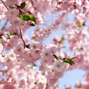 Cherry tree Foto stock