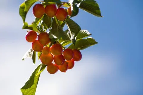 Cherry tree 写真素材