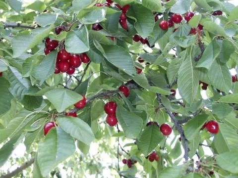Cherry tree Stock Photos