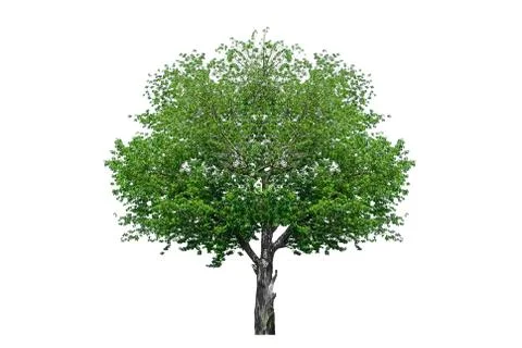 Cherry tree Stock Photos