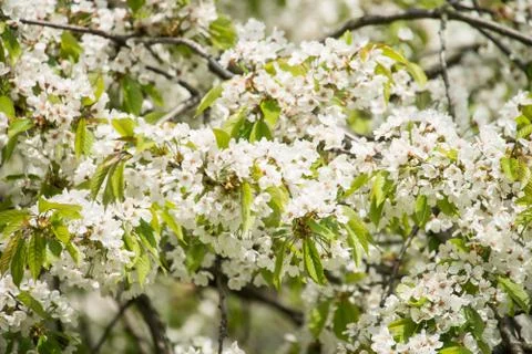 Cherry tree Stock Photos