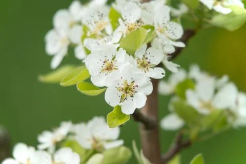 Cherry tree Foto stock