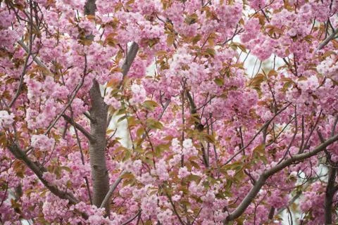 Cherry tree Stock Photos