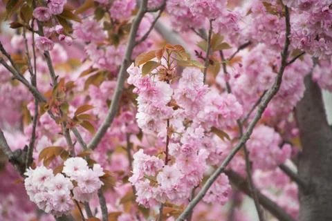 Cherry tree Stock Photos