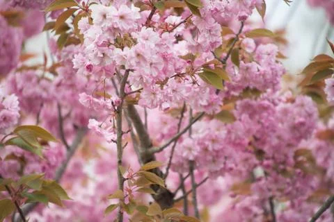 Cherry tree Stock Photos