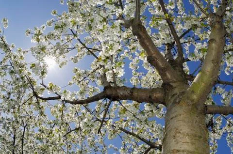 Cherry Tree Stock Photos