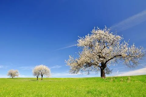 Cherry tree  Stock Photos