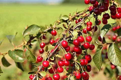 Cherry tree Stock Photos