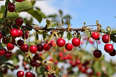 Cherry tree Foto stock