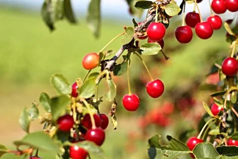 Cherry tree Foto stock