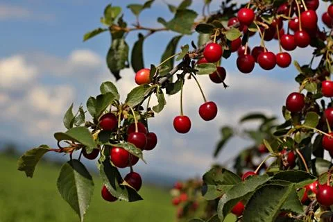 Cherry tree Foto stock