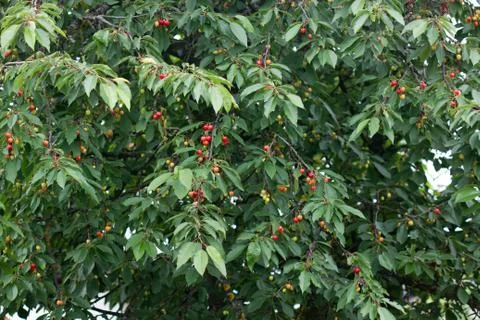 Cherry tree Stock Photos
