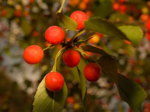 Cherry Tree Stock Photos