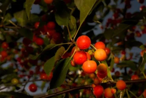 Cherry Tree Stock Photos