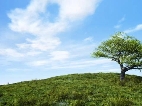 Cherry tree Stock Photos