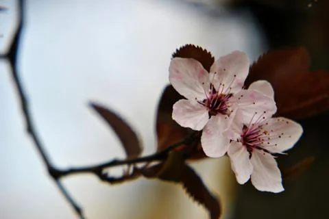 Cherry tree Stock Photos